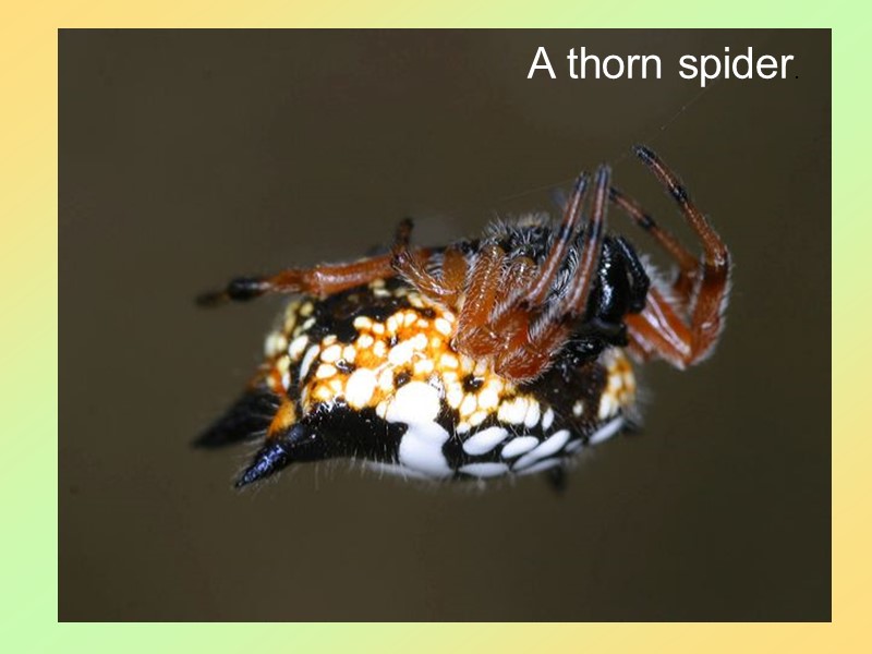 59 A thorn spider.